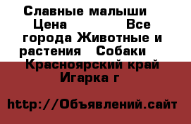 Славные малыши! › Цена ­ 10 000 - Все города Животные и растения » Собаки   . Красноярский край,Игарка г.